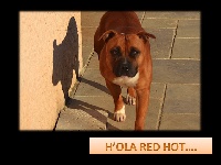 Étalon Staffordshire Bull Terrier - everybody ´s got H_'ola red hot