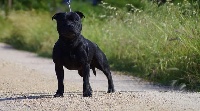 Étalon Staffordshire Bull Terrier - Imagine by lennon des kitchou'Pitchou