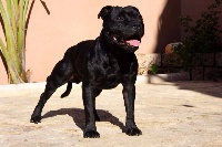 Étalon Staffordshire Bull Terrier - CH. Wyatt earp el doradostaff