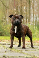 Étalon Staffordshire Bull Terrier - Heather De L' Entre Des Ghost Riders