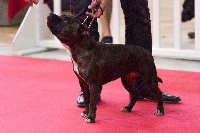 Étalon Staffordshire Bull Terrier - Jamantha Of Fujitara'star