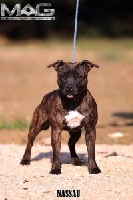 Étalon Staffordshire Bull Terrier - Angel del Ronda Casa Nassau nabi so
