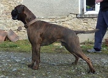 Les Boxer de l'affixe   des radicals dogs