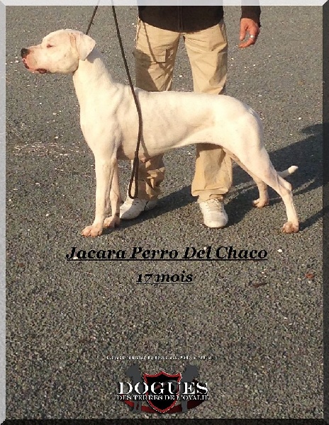 Jacara Perro del Chaco