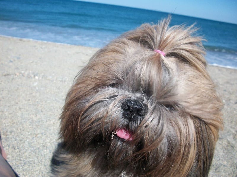 Les Shih Tzu de l'affixe   Des Merveilles Occitanes