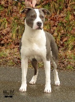 Étalon American Staffordshire Terrier - CH. Jade Gang Of Black Diamond