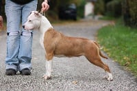 Étalon American Staffordshire Terrier - Ultimate Truth Just love on ice intencity
