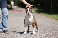 Étalon American Staffordshire Terrier - Just Love On-ice Let me seduce you