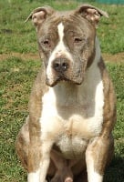 Étalon American Staffordshire Terrier - CH. God of ring's Du Domaine De Némésis