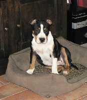 Étalon American Staffordshire Terrier - Juliette du domaine de Zeus
