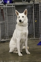 Étalon Berger Blanc Suisse - Elégante jackie du royaume de la louve blanche