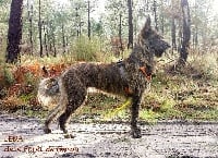 Étalon Berger de Picardie - Leda De La Forêt De Garou