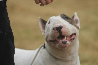 Étalon Bull Terrier - CH. thud and cuddle's Get you by