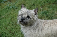 Étalon Cairn Terrier - June de la pinkinerie