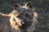 Étalon Cairn Terrier - Jimba du Pre de L'Oserais