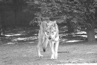 Étalon Chien-loup tchecoslovaque - Ice de l'Ame des Loups