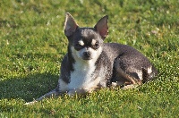 Étalon Chihuahua - Jisatis Des Joyaux Divins