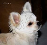 Étalon Chihuahua - Lanko Chichi Of Beverly