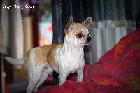 Étalon Chihuahua - Jacob of fabi marc