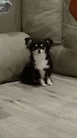 Étalon Chihuahua - Joyita des Brumes de Rhodanie