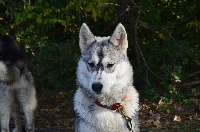 Étalon Siberian Husky - Lady halcyon Wolf Of Sibalt