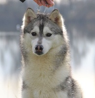 Étalon Siberian Husky - Just a snow angel (dite hyméa) des Esprits du Loup