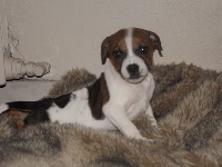Étalon Staffordshire Bull Terrier - Libertine des Croisades de Tyam