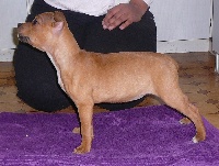 Étalon Staffordshire Bull Terrier - Light Des Nurse-dogz Bully