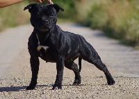 Étalon Staffordshire Bull Terrier - CH. Galaxy black star (Sans Affixe)