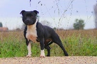 Étalon Staffordshire Bull Terrier - Iska pearl des kitchou'Pitchou