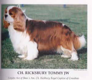 CH. Ricksbury Tommy