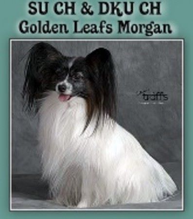 golden leaf's Morgan