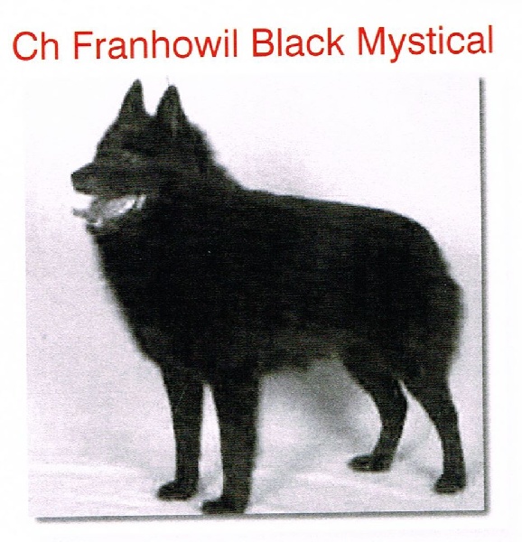 CH. franhowil Black mystical