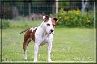Étalon American Staffordshire Terrier - Head shot margaux King Of Staffs