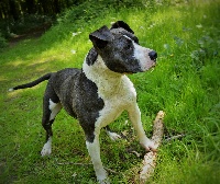 Étalon American Staffordshire Terrier - Enza des Gardiens de la Rose bleue
