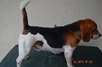 Étalon Beagle - Justy de l'echo du marensin