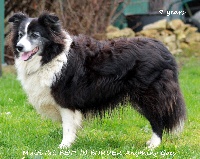 Étalon Border Collie - CH. best in border Anything goes