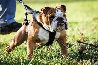 Étalon Bulldog Anglais - Guapo Des Red Bullys Star