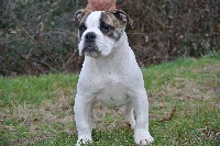 Étalon Bulldog Anglais - Chivas du domaine de couroules (Sans Affixe)