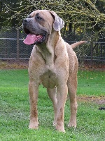 Étalon Cane Corso - Indiana jones dite: jones Des Veilleurs De St Michel