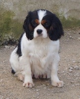 Étalon Cavalier King Charles Spaniel - Joice De La Montagne Aux Lapins
