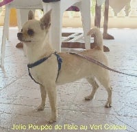 Étalon Chihuahua - Jolie poupée De L'isle Au Vert Coteau