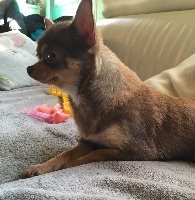Étalon Chihuahua - Jolie petit coeur des vallées de la Rocha