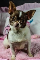Étalon Chihuahua - Jolie poupée Des graines de stars