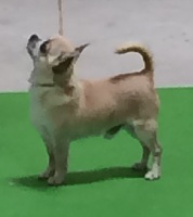 Étalon Chihuahua - Ltl stuart my pride and joy