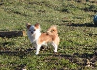 Étalon Chihuahua - milaja kroha Tenesse