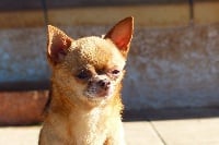 Étalon Chihuahua - For my love De l'élite des empereurs