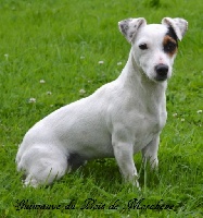 Étalon Jack Russell Terrier - Guimauve du bois de Morchène