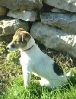 Étalon Jack Russell Terrier - Fixical (dite fixi) (Sans Affixe)