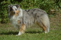 Étalon Shetland Sheepdog - Ivanah blue (Sans Affixe)
